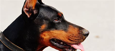 De oren van de Dobermann .